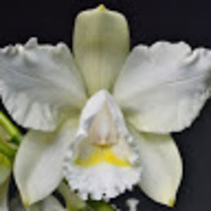 Meet your Posher, Caryl